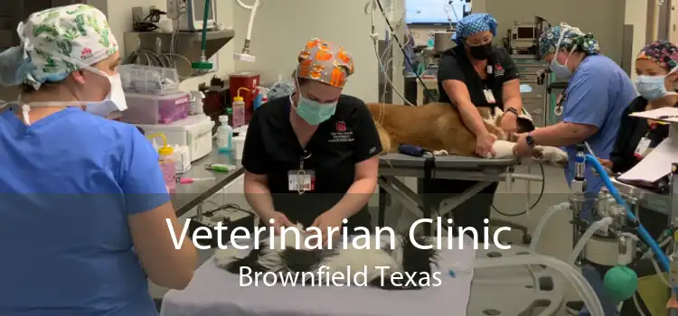 Veterinarian Clinic Brownfield Texas