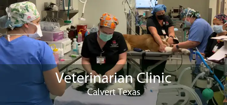 Veterinarian Clinic Calvert Texas