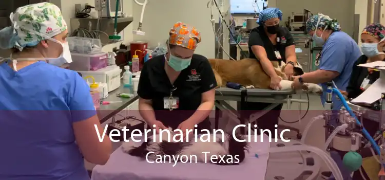 Veterinarian Clinic Canyon Texas