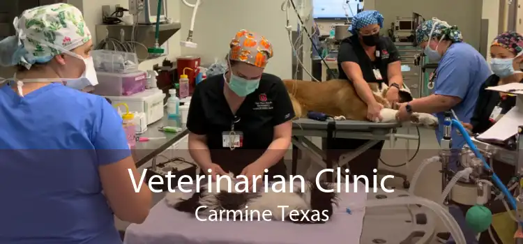 Veterinarian Clinic Carmine Texas