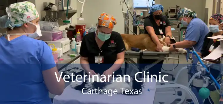 Veterinarian Clinic Carthage Texas