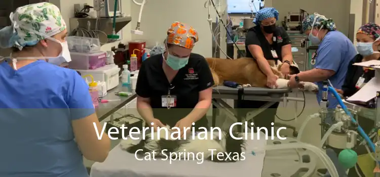 Veterinarian Clinic Cat Spring Texas