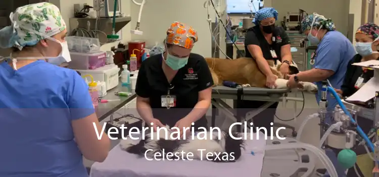 Veterinarian Clinic Celeste Texas