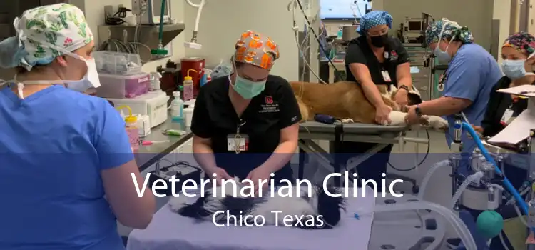 Veterinarian Clinic Chico Texas