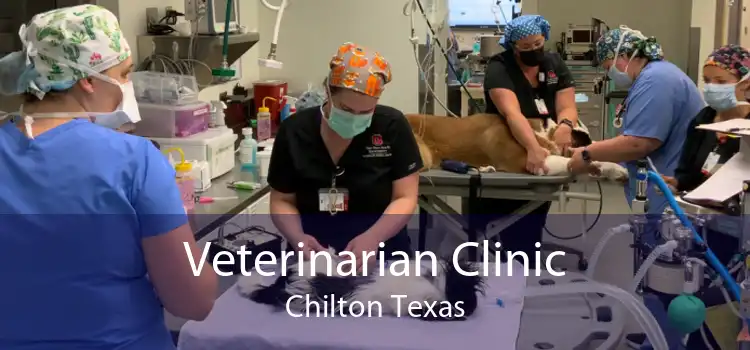 Veterinarian Clinic Chilton Texas