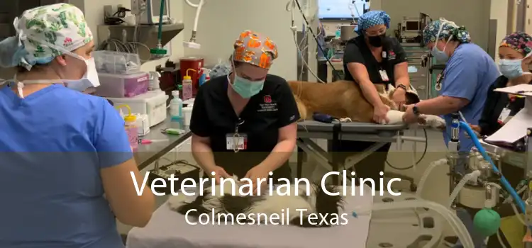 Veterinarian Clinic Colmesneil Texas