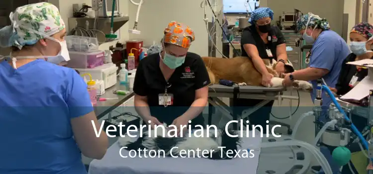 Veterinarian Clinic Cotton Center Texas