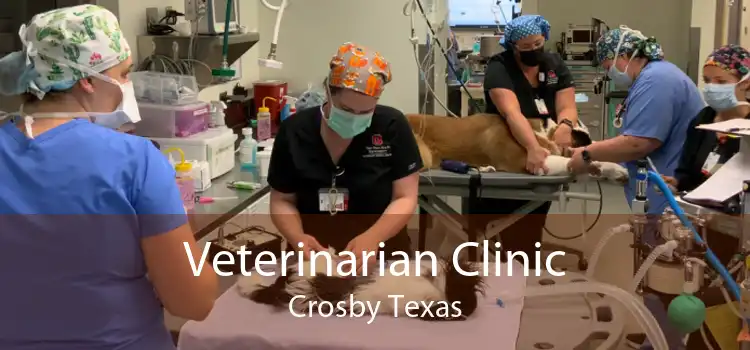 Veterinarian Clinic Crosby Texas