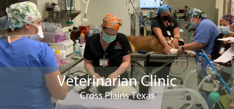 Veterinarian Clinic Cross Plains Texas