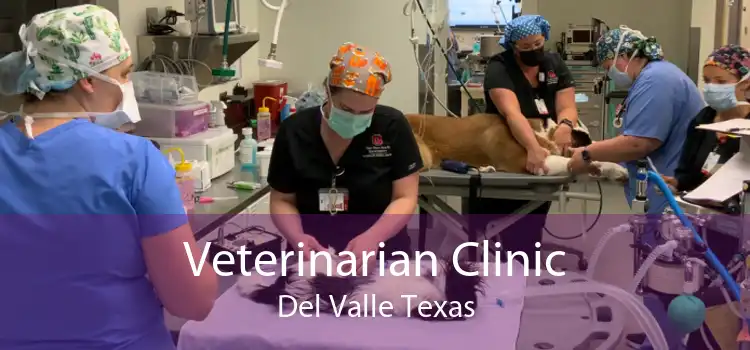 Veterinarian Clinic Del Valle Texas