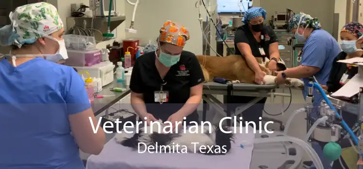 Veterinarian Clinic Delmita Texas