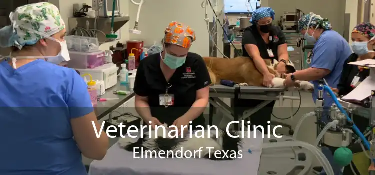 Veterinarian Clinic Elmendorf Texas