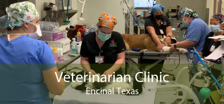 Veterinarian Clinic Encinal Texas