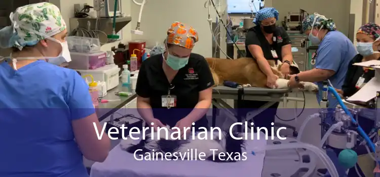 Veterinarian Clinic Gainesville Texas