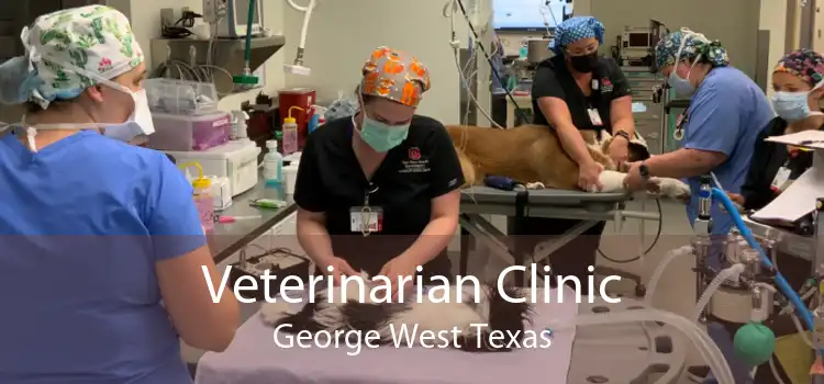 Veterinarian Clinic George West Texas