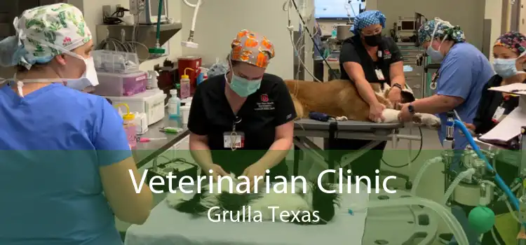 Veterinarian Clinic Grulla Texas