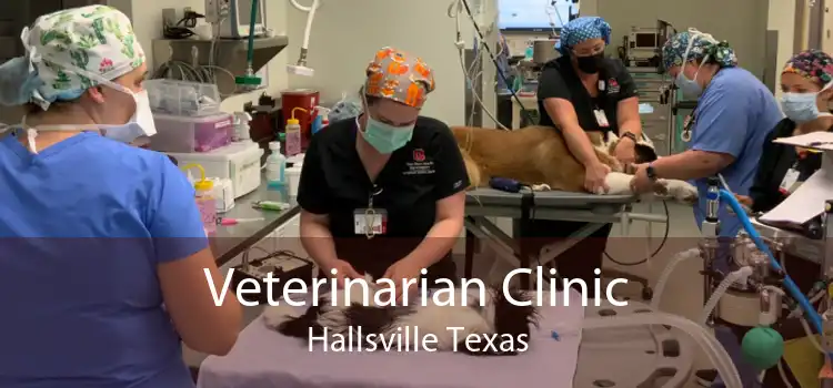 Veterinarian Clinic Hallsville Texas