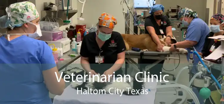 Veterinarian Clinic Haltom City Texas