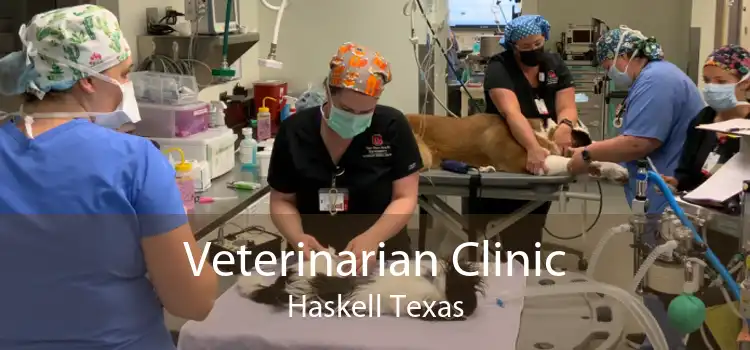 Veterinarian Clinic Haskell Texas