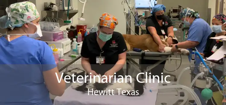 Veterinarian Clinic Hewitt Texas