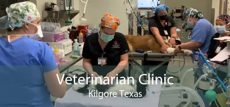 Veterinarian Clinic Kilgore Texas