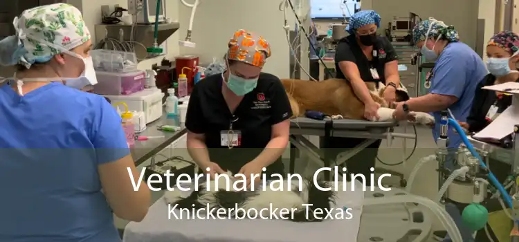 Veterinarian Clinic Knickerbocker Texas