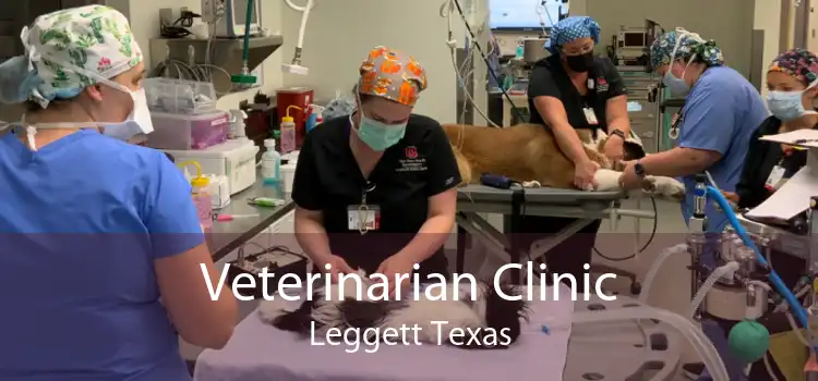 Veterinarian Clinic Leggett Texas