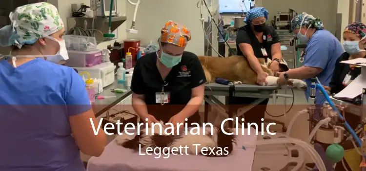 Veterinarian Clinic Leggett Texas