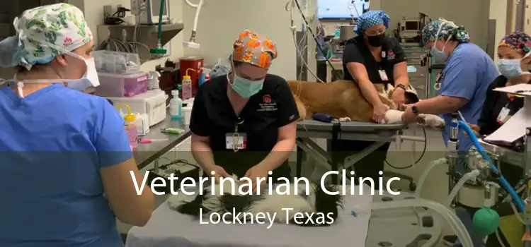 Veterinarian Clinic Lockney Texas