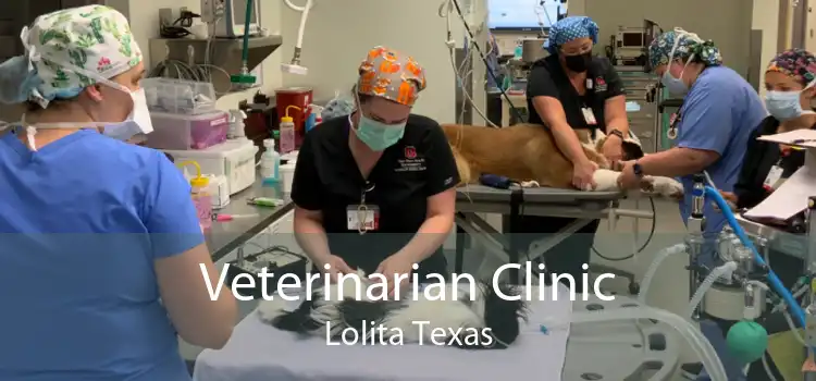 Veterinarian Clinic Lolita Texas