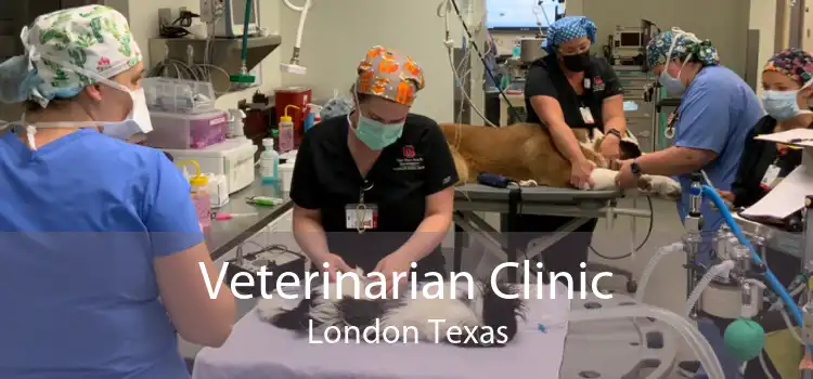 Veterinarian Clinic London Texas