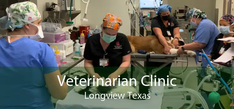 Veterinarian Clinic Longview Texas