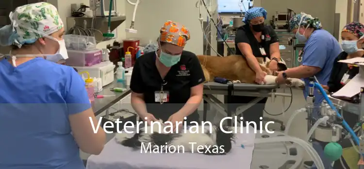 Veterinarian Clinic Marion Texas