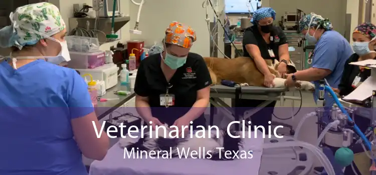 Veterinarian Clinic Mineral Wells Texas