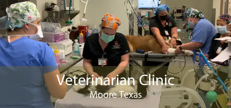 Veterinarian Clinic Moore Texas