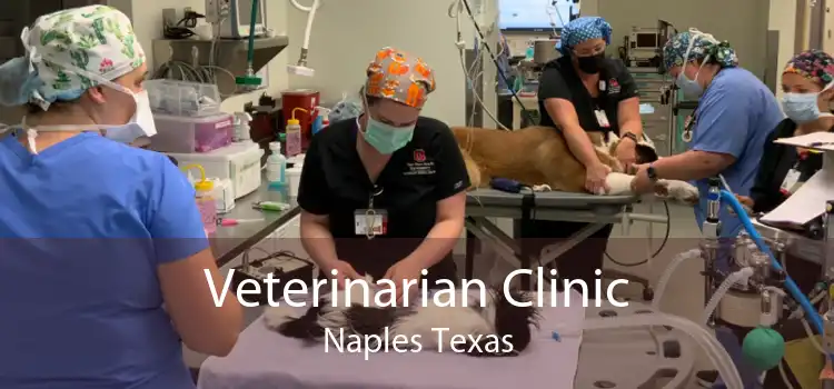 Veterinarian Clinic Naples Texas