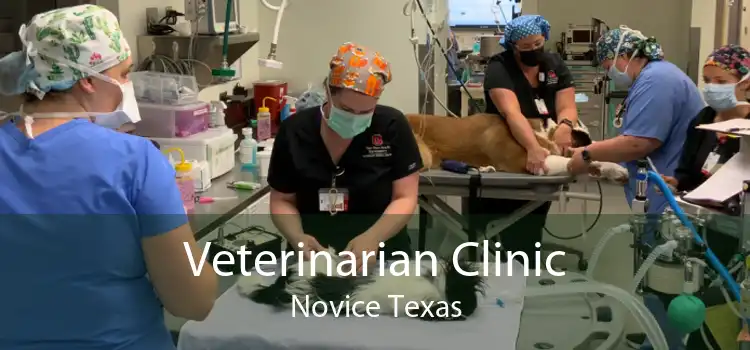 Veterinarian Clinic Novice Texas