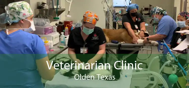 Veterinarian Clinic Olden Texas