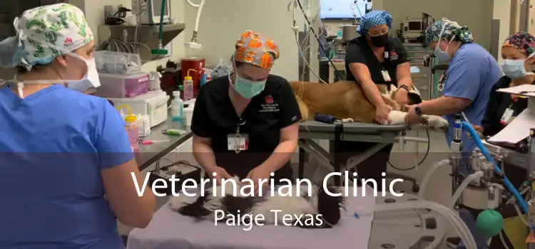 Veterinarian Clinic Paige Texas