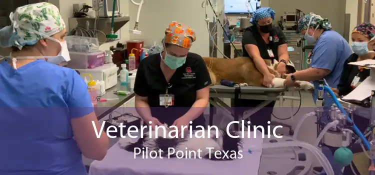 Veterinarian Clinic Pilot Point Texas