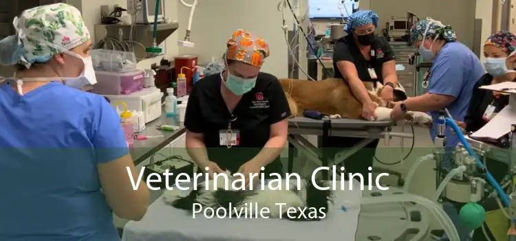 Veterinarian Clinic Poolville Texas