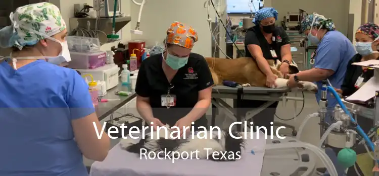 Veterinarian Clinic Rockport Texas