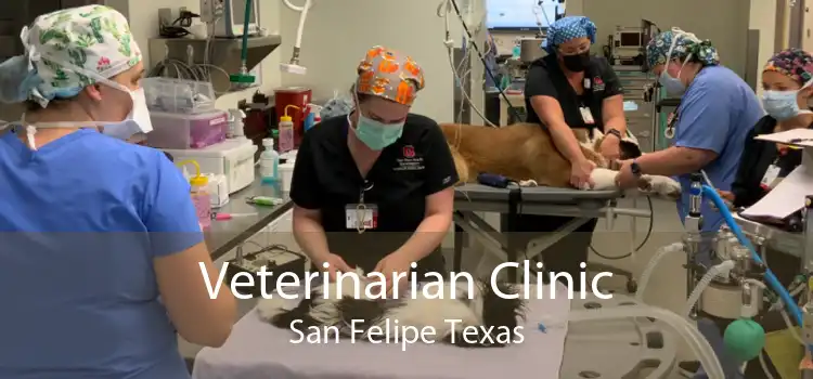 Veterinarian Clinic San Felipe Texas