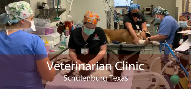 Veterinarian Clinic Schulenburg Texas