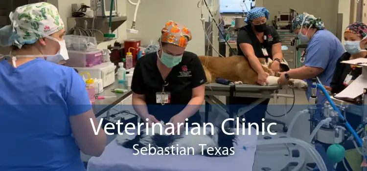 Veterinarian Clinic Sebastian Texas