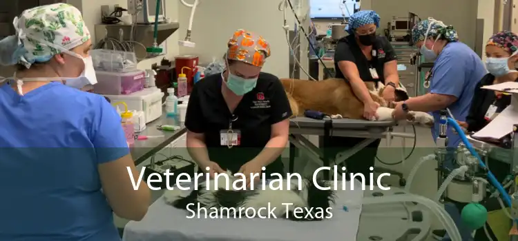 Veterinarian Clinic Shamrock Texas