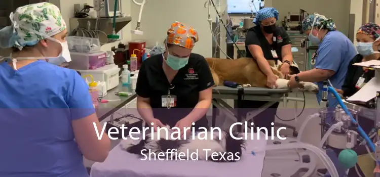 Veterinarian Clinic Sheffield Texas