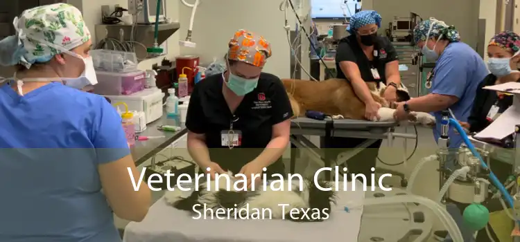 Veterinarian Clinic Sheridan Texas