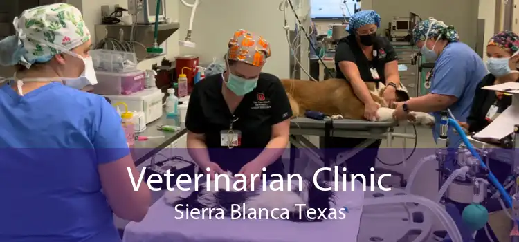 Veterinarian Clinic Sierra Blanca Texas