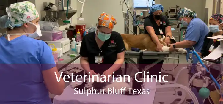Veterinarian Clinic Sulphur Bluff Texas